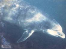 Freddy the dolphin
