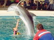 Flamingoland
