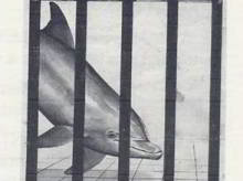 Dophin Prison