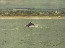 Freddy the dolphin with salmon