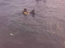 Freddy the dolphin