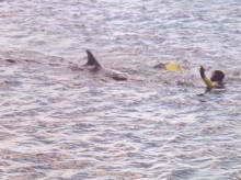 Freddy the dolphin