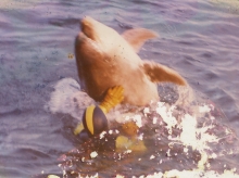 Freddy the dolphin