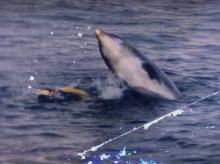 Freddy the dolphin