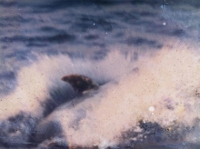 Freddy the dolphin