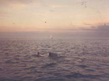 Freddy the dolphin