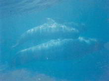 Freddy the dolphin