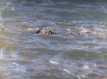 Freddy the dolphin