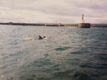 Freddy the dolphin