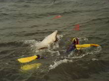 Freddy the dolphin