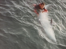 Freddy the dolphin