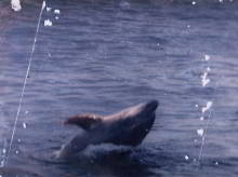 Freddy the dolphin
