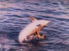 Freddy the dolphin