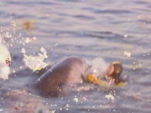 Freddy the dolphin