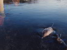 Heidi and Flipper