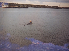 Freddy the dolphin