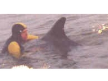 Freddy the dolphin