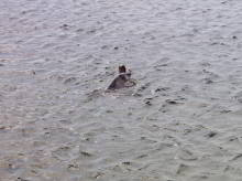 Freddy the dolphin