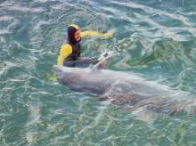Freddy the dolphin