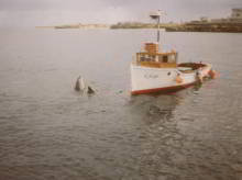 Freddy the dolphin