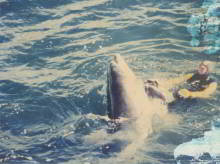 Freddy the dolphin