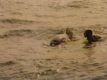 Freddy the dolphin