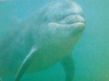 Freddy the dolphin
