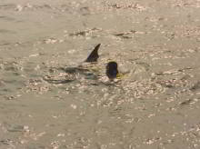 Freddy the dolphin