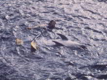 Freddy the dolphin