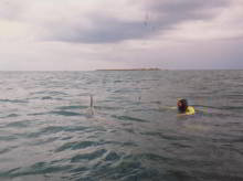 Freddy the dolphin
