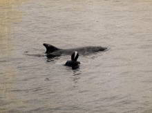 Freddy the dolphin