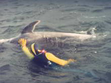 Freddy the dolphin