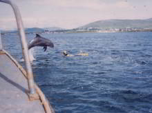 Funghie the dolphin and Andrew