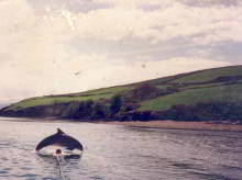 Funghie the dolphin