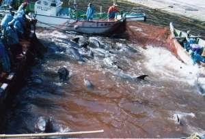 dolphin slaughter