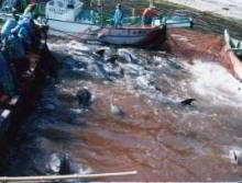 dolphin slaughter