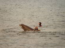 Freddy the dolphin