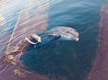 Heidi and Flipper