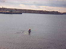 Flipper