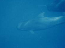 pilot whales tennerife