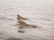 pilot whales tennerife