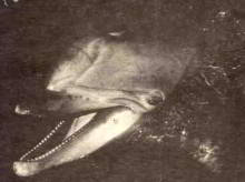 Rocky, liberated from Morecambe Marineland